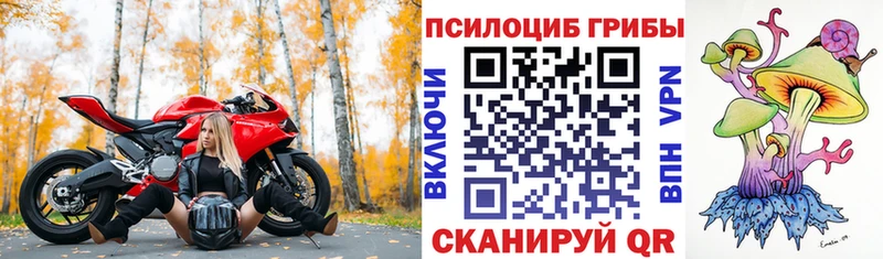 сайты даркнета как зайти  Шатура  Псилоцибиновые грибы Psilocybine cubensis  сколько стоит 